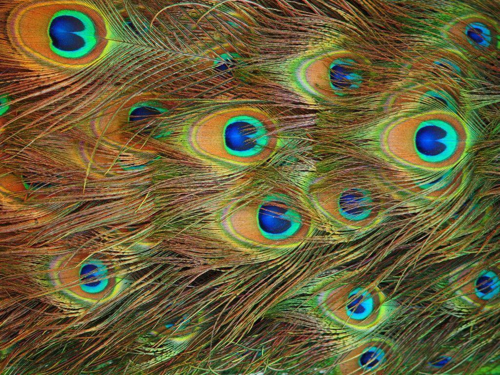 image For > Peacock Feather Wallpaper Krishna