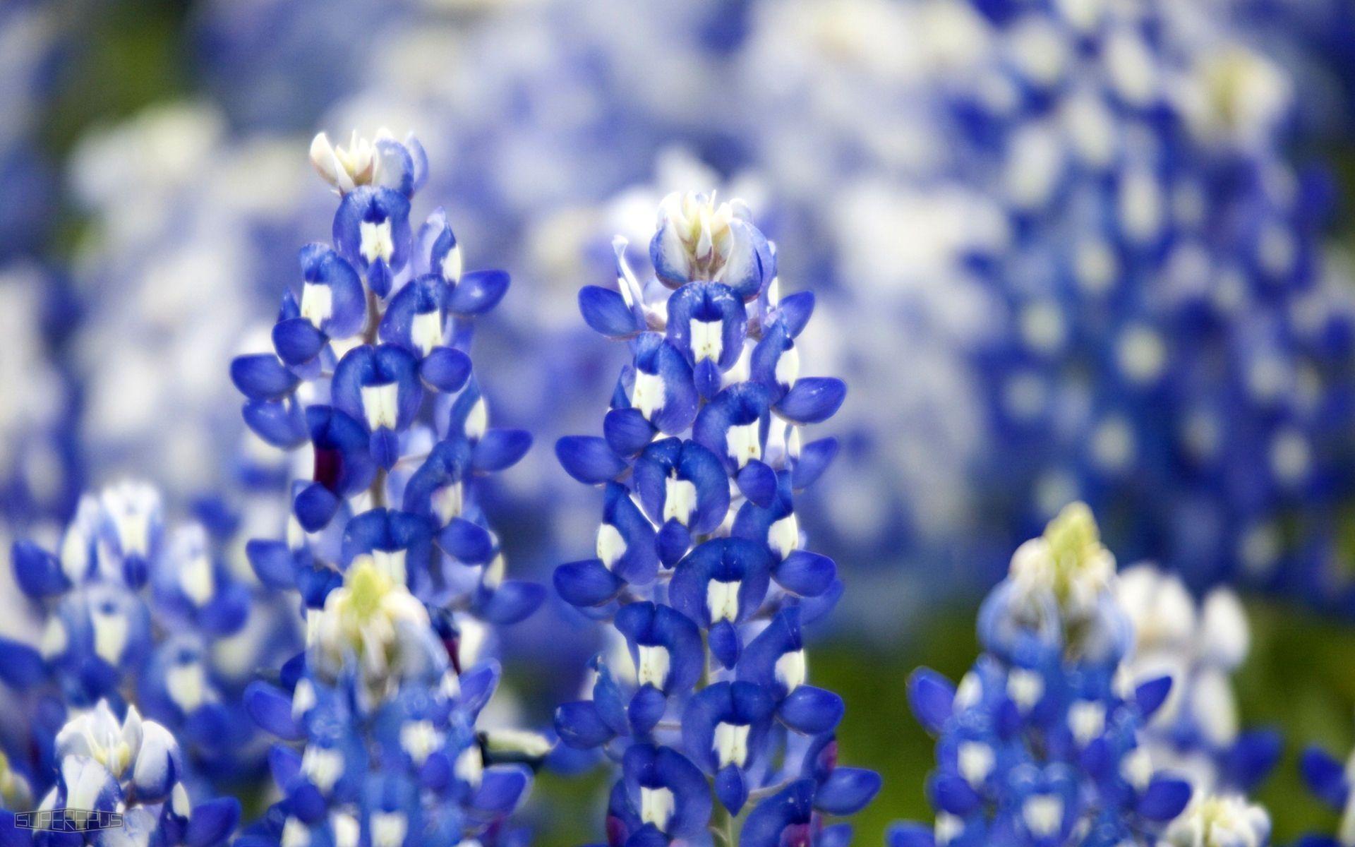 Bluebonnet flowers wallpaper