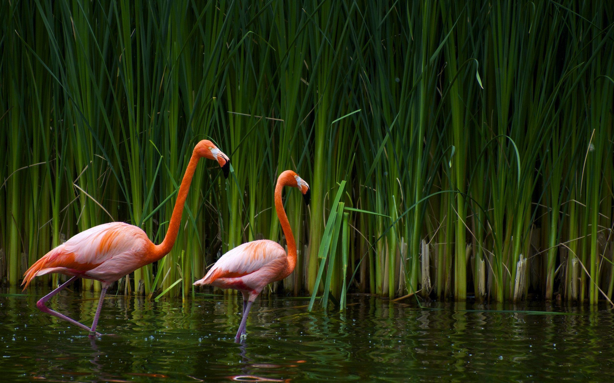 Flamingo HD wallpaper