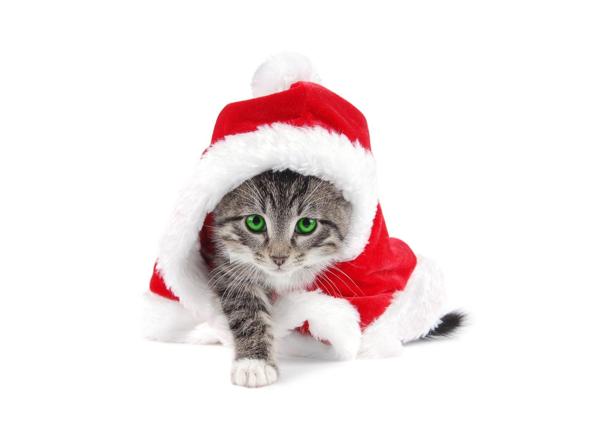 Cute Cat Santa Claus, Christmas Wallpaper, HD phone wallpaper