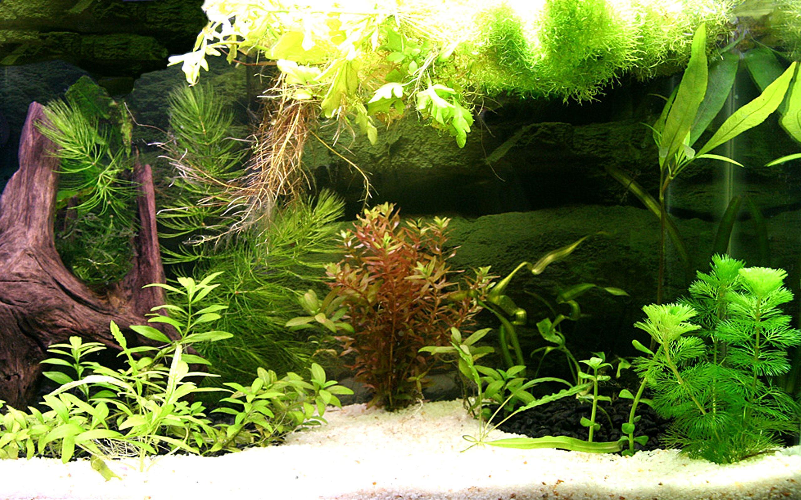 Gambar Background Aquarium 3d