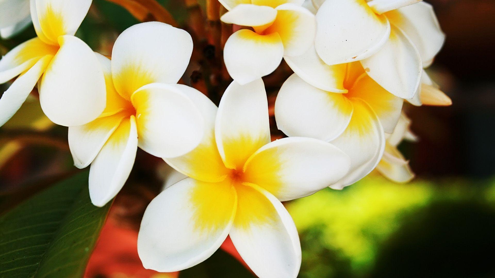 Frangipani Wallpaper