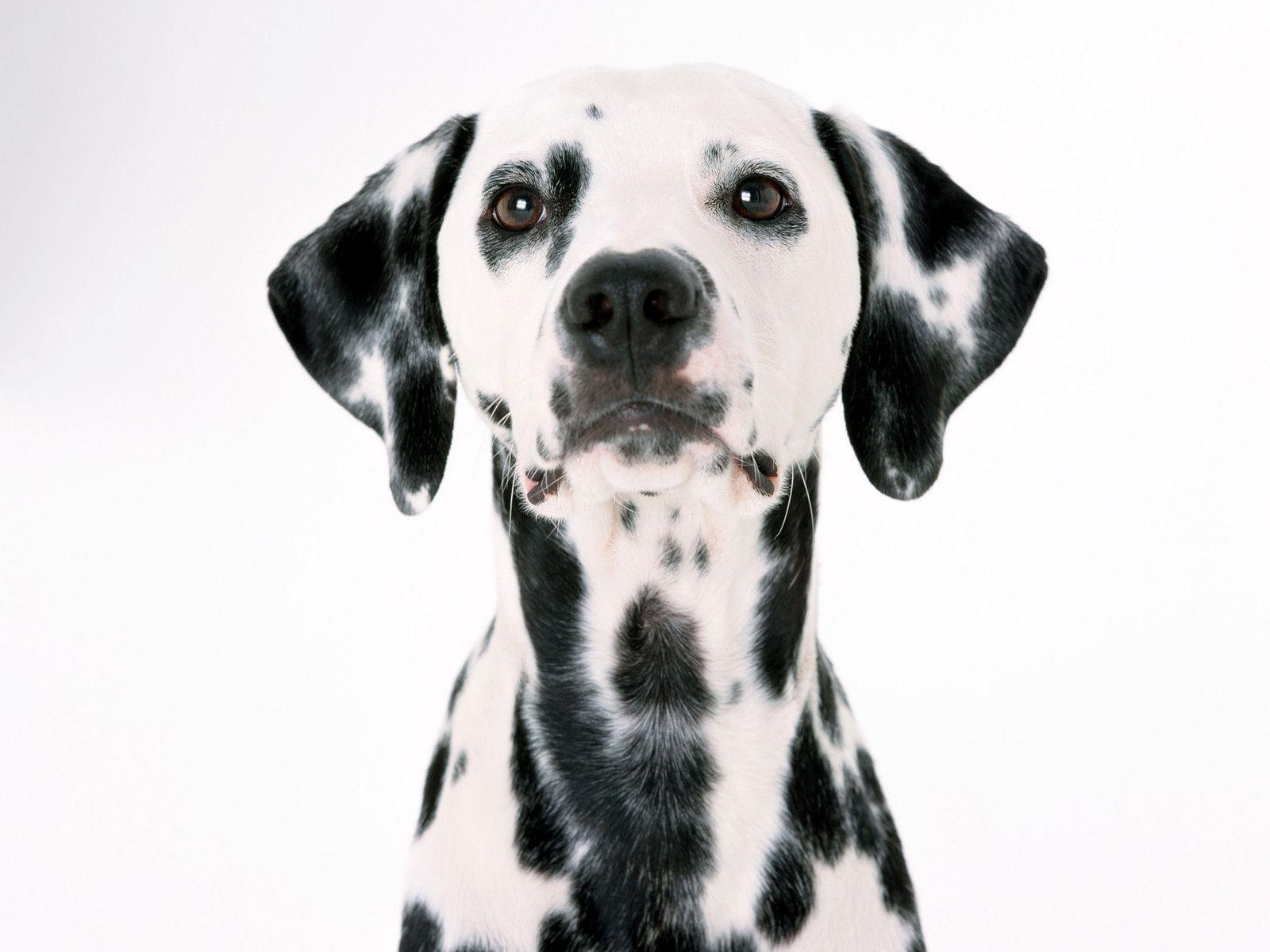 Dalmatian Dog Face Portrait on White Background Wallpaper