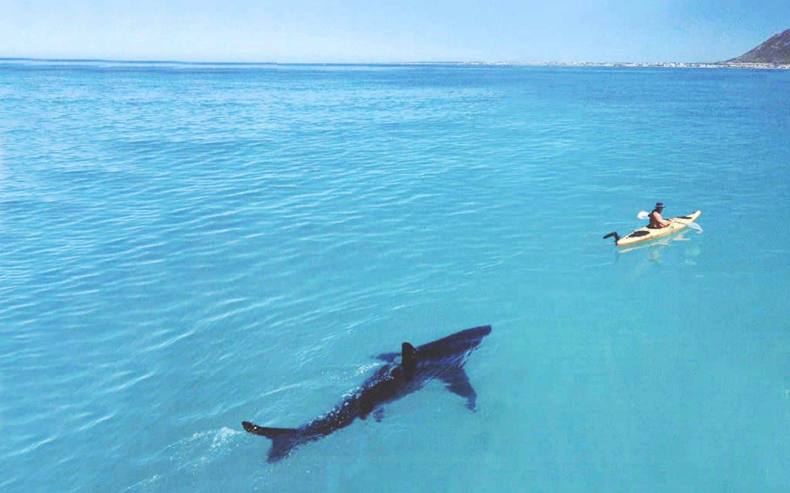 large shark hunting ocean kayaker background wallpaper