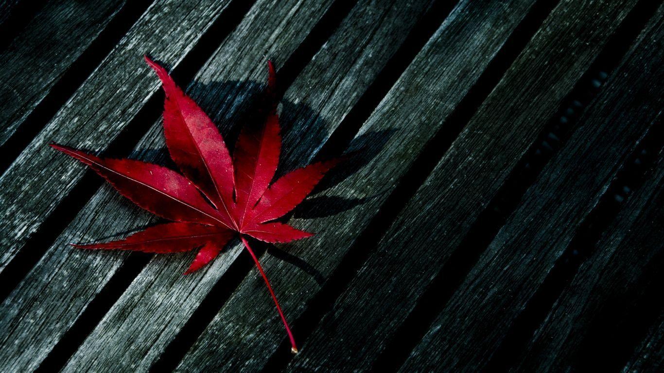 Autumn Leaves Wallpaper Black And Red Background