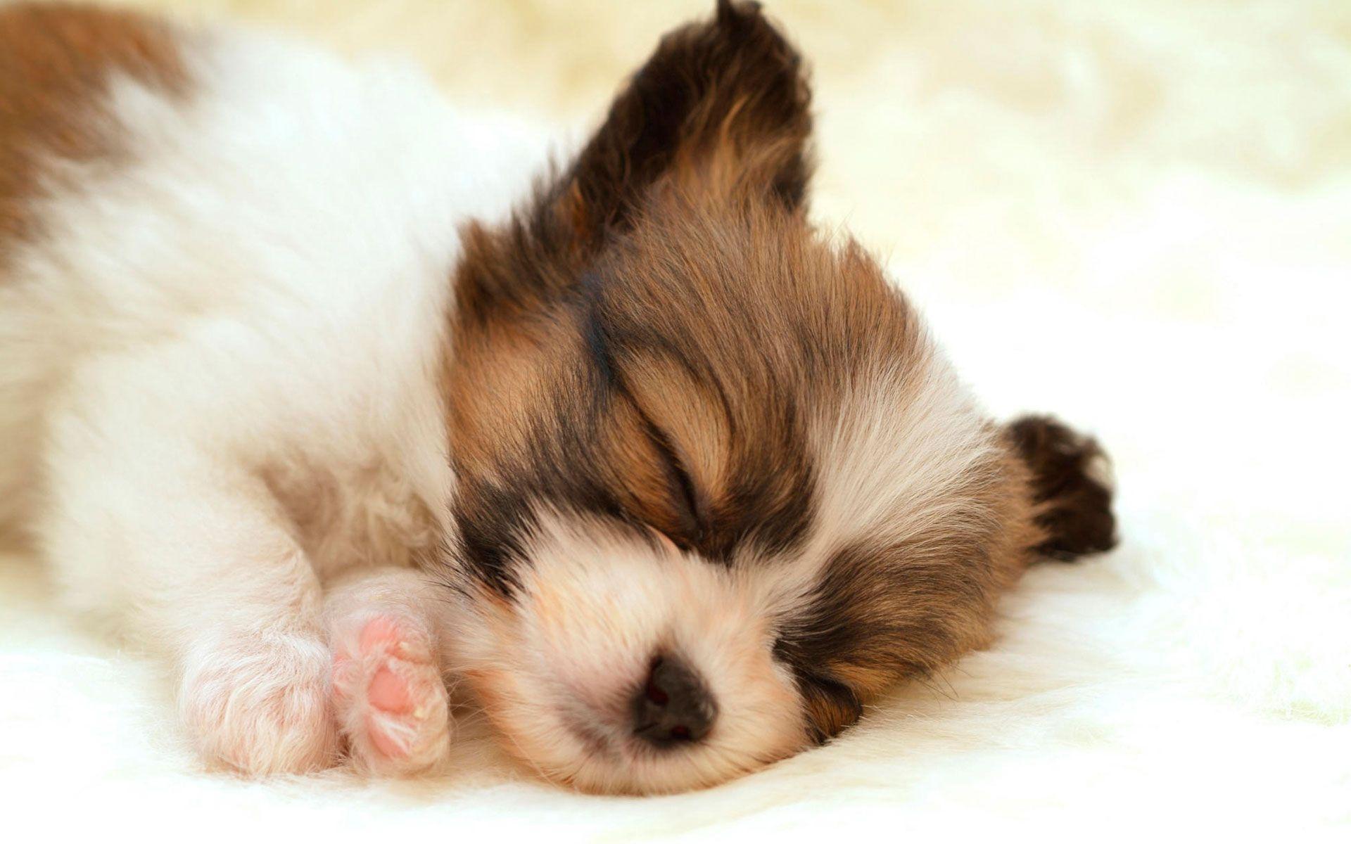 HD Papillon Puppy Wallpaper