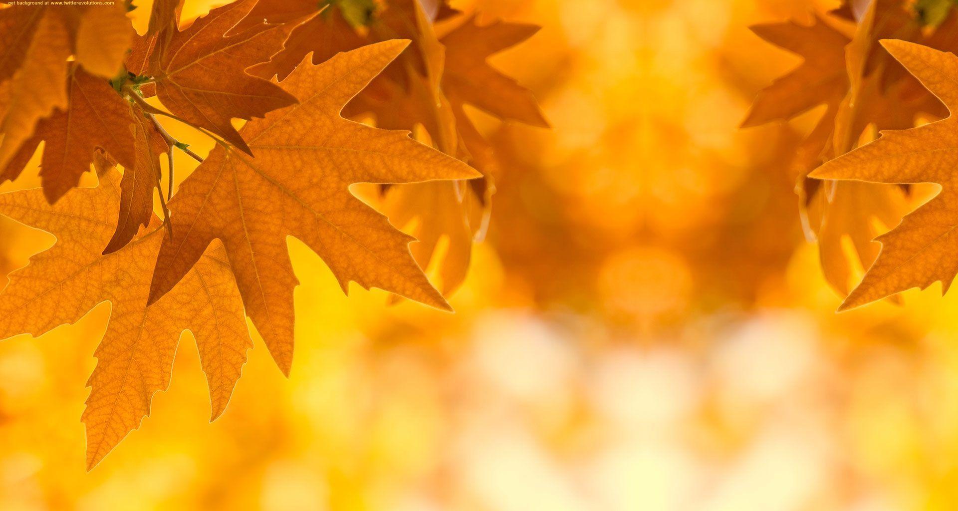 Autumn leaves Twitter background. Twitter background