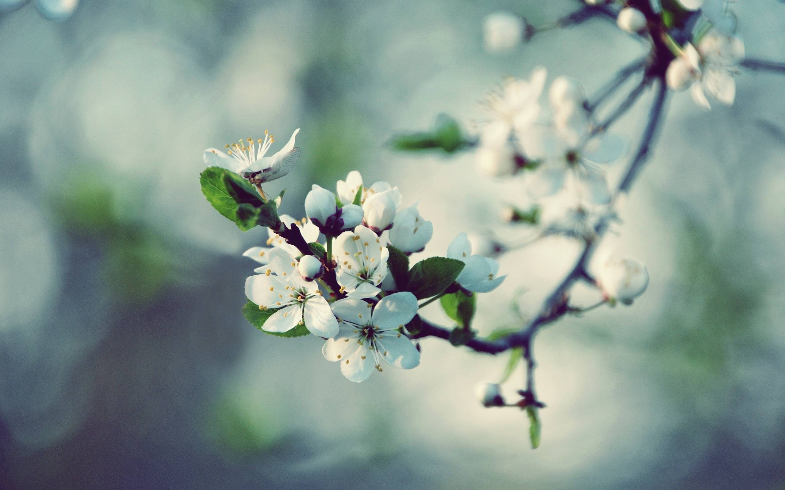 Wallpaper HD Apple Blossoms, 2012 Mother&;s day beautiful flower
