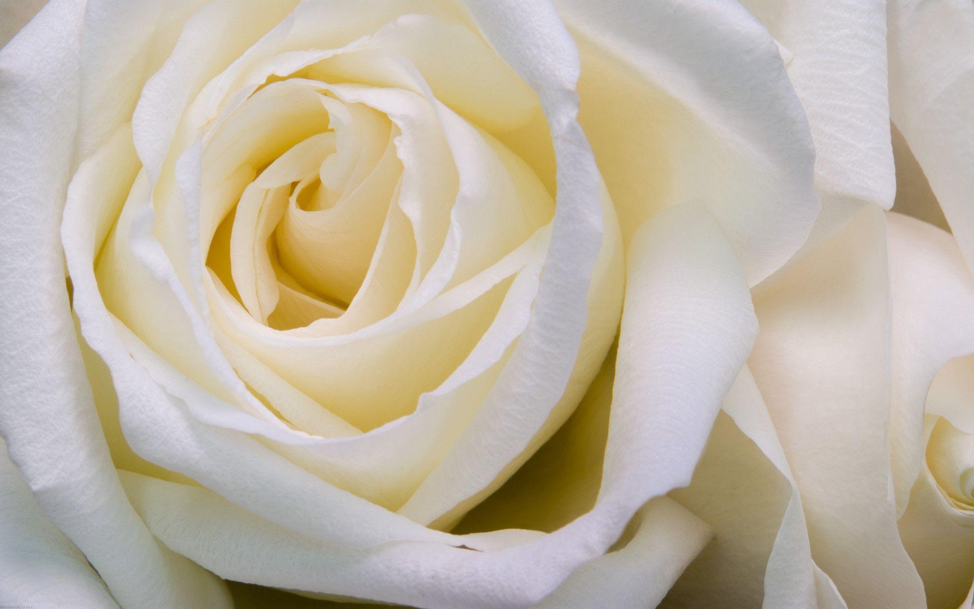 White Rose HD Wallpaper. Sky HD Wallpaper