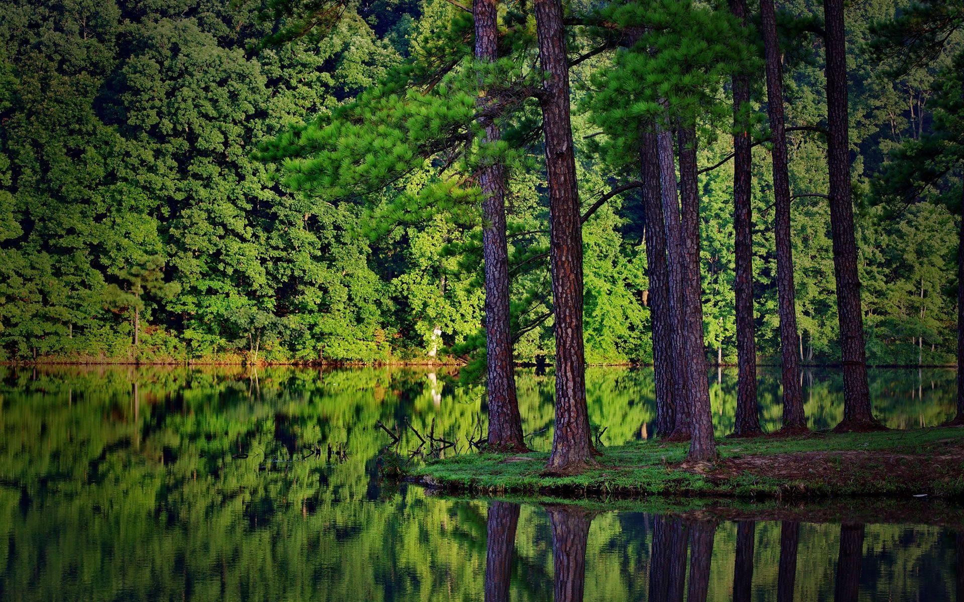 hd forest desktop background