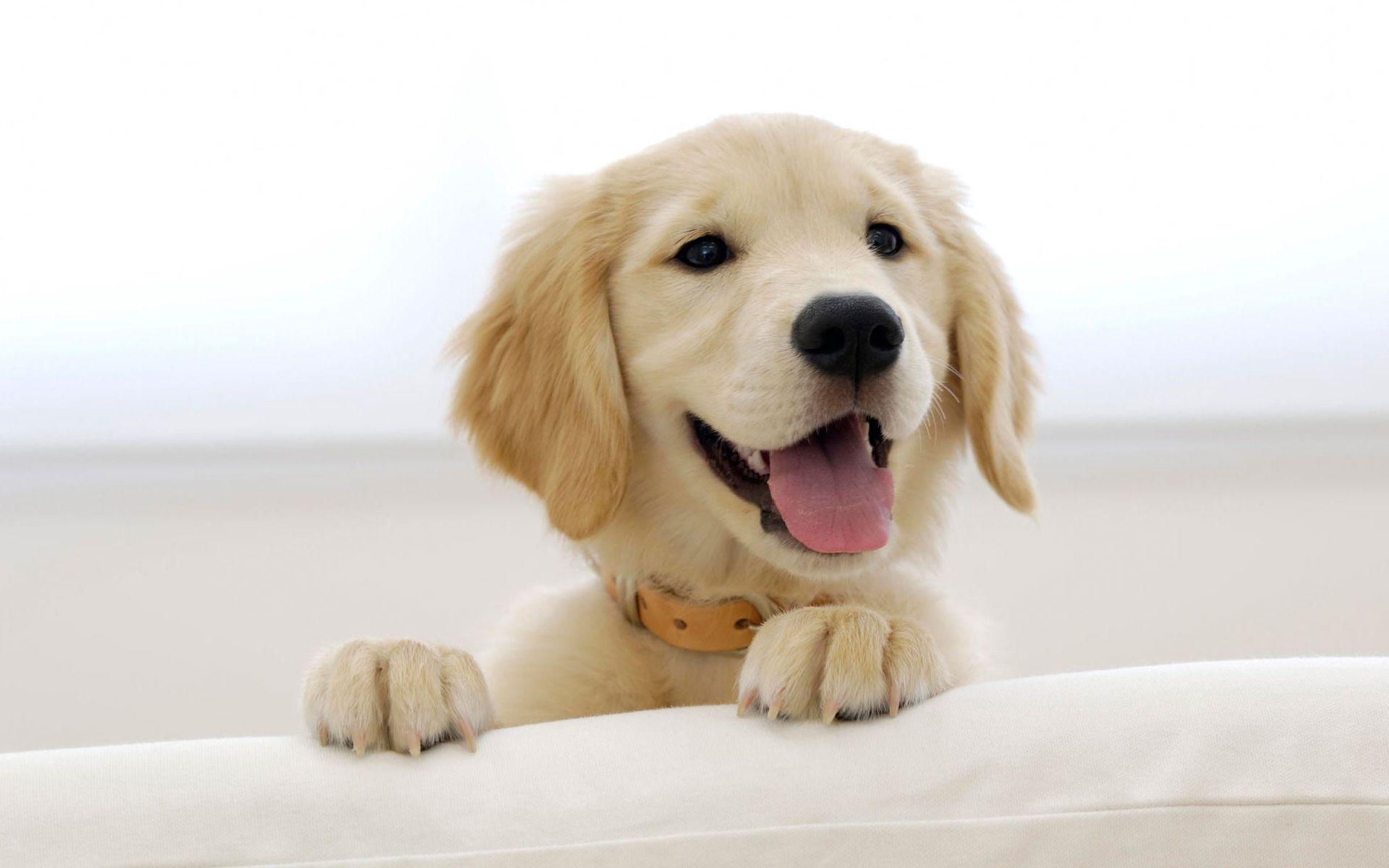 Wallpaper For > Cute Dog Desktop Wallpaper