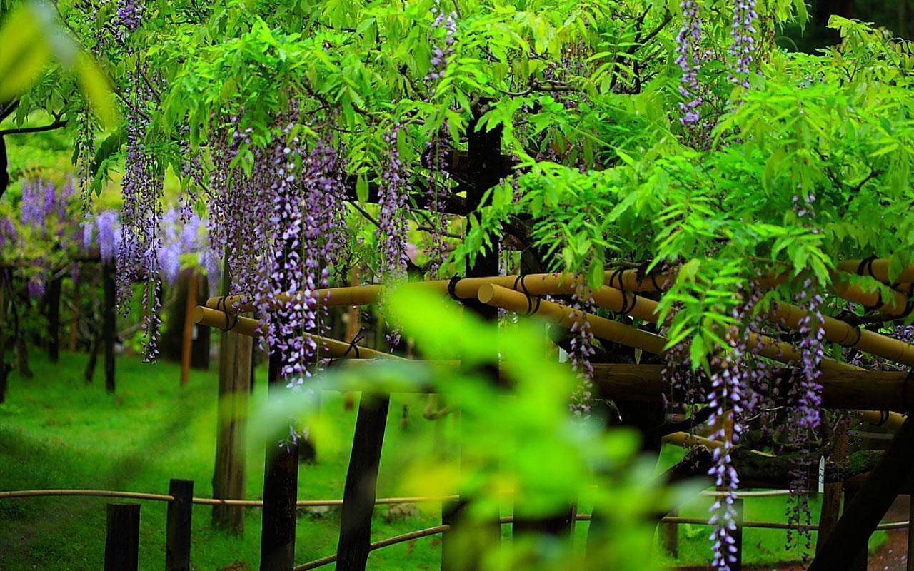 Gadgets Info Available: Wallpaper Wisteria