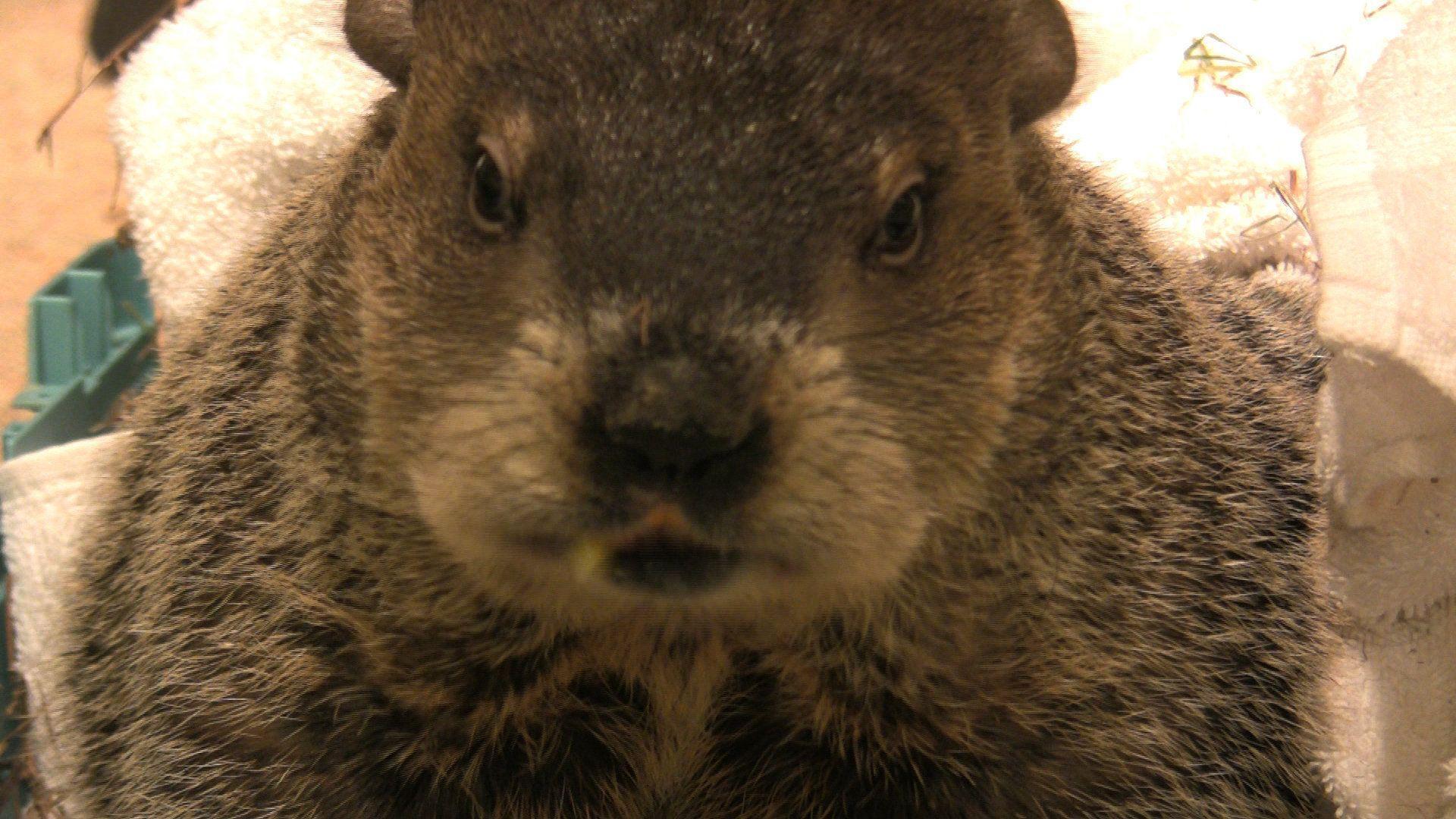 Groundhog Day 2011: Will Staten Island Chuck see his shadow