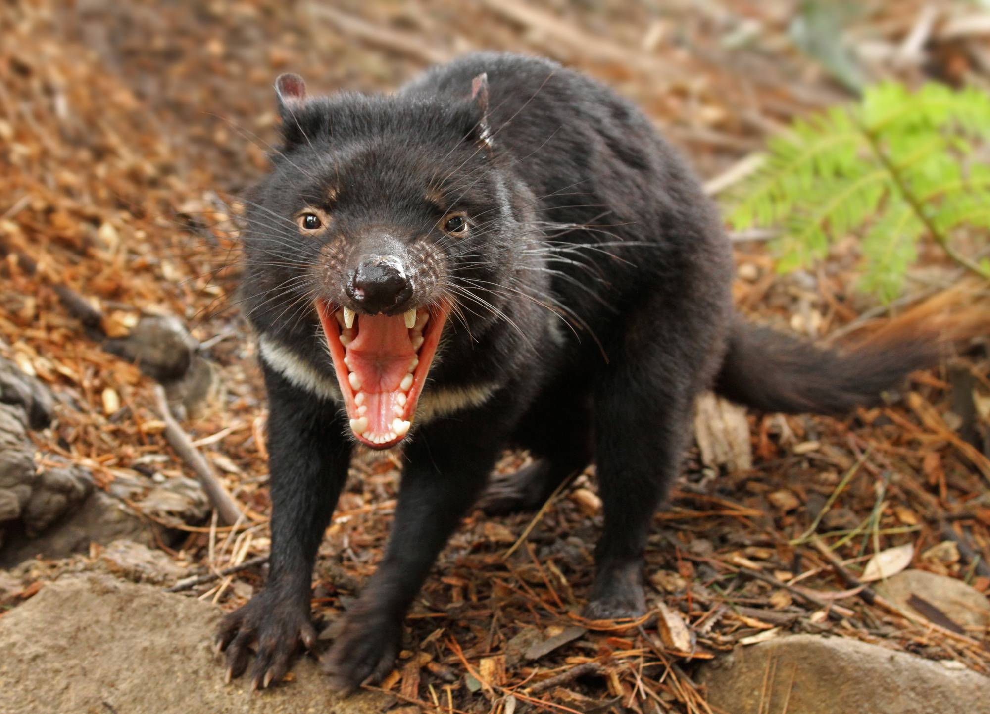 Tasmanian Devil Wallpapers Wallpaper Cave