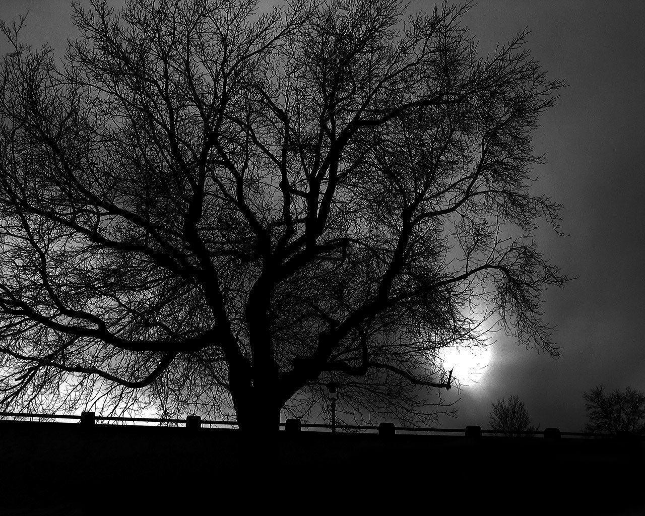 wintertree 1280x1024 Scenes Photography Desktop