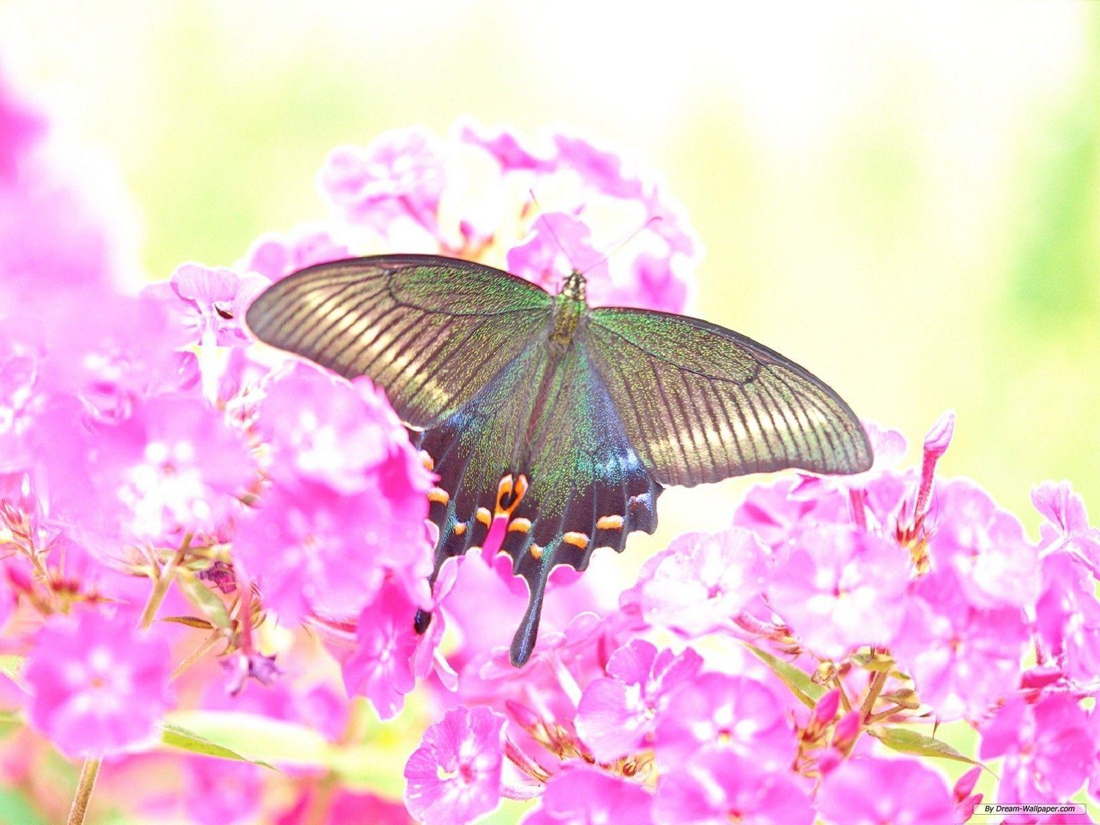 Flower Free Spring Wallpaper. Best Free Wallpaper