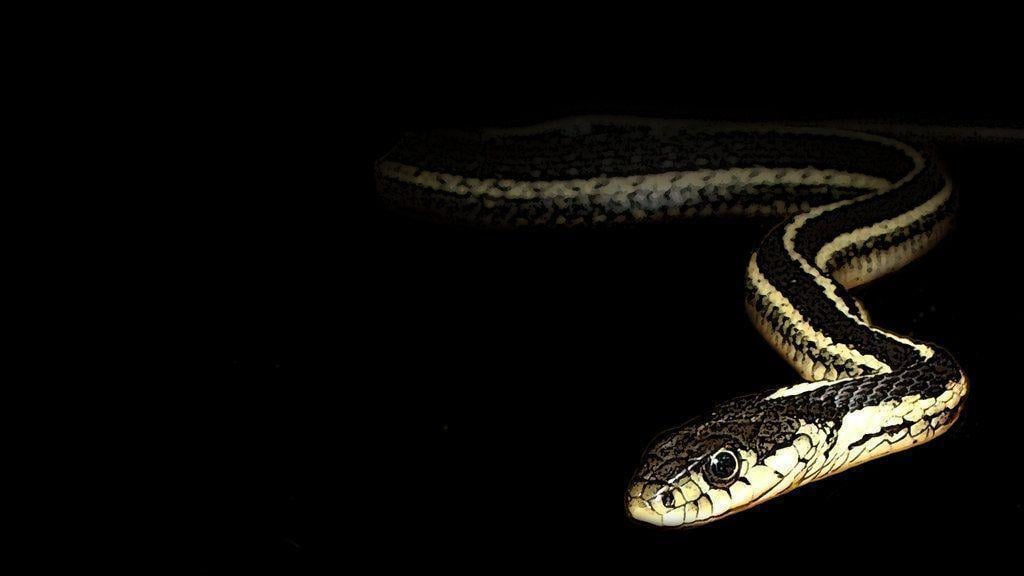 Eastern Garter Snake Wallpaper