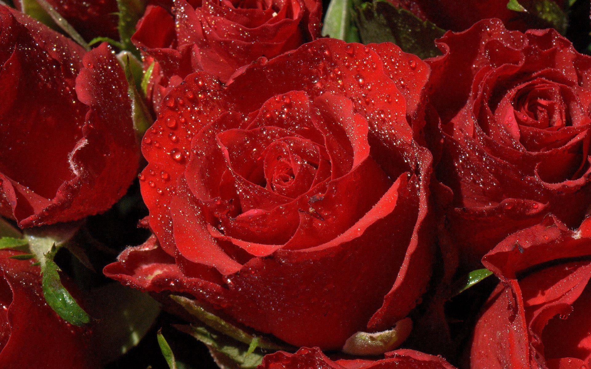 Red Flowers HD Wallpaper. Red Flowers Image