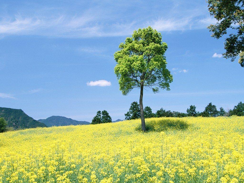 People in Nature in Nature 1024x768 NO.27 Desktop