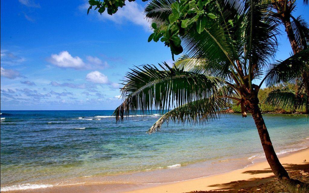 Free Download desktop background ocean tree beach desktop HD xpx