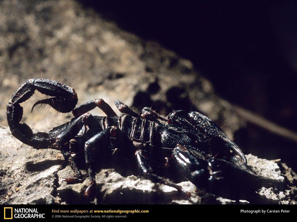 Scorpion Picture, Scorpion Desktop Wallpaper, Free Wallpaper