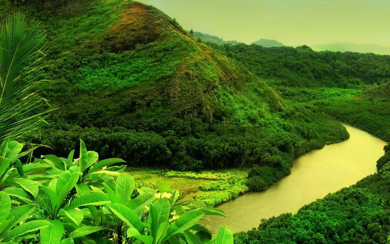Tropical Forest With River Wallpaper
