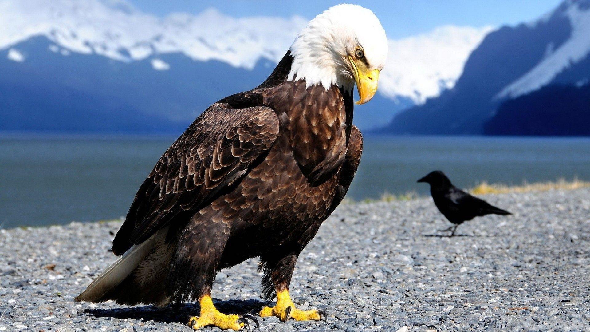 Free Sitting Bald Eagle Wallpaper, Free Sitting Bald Eagle HD