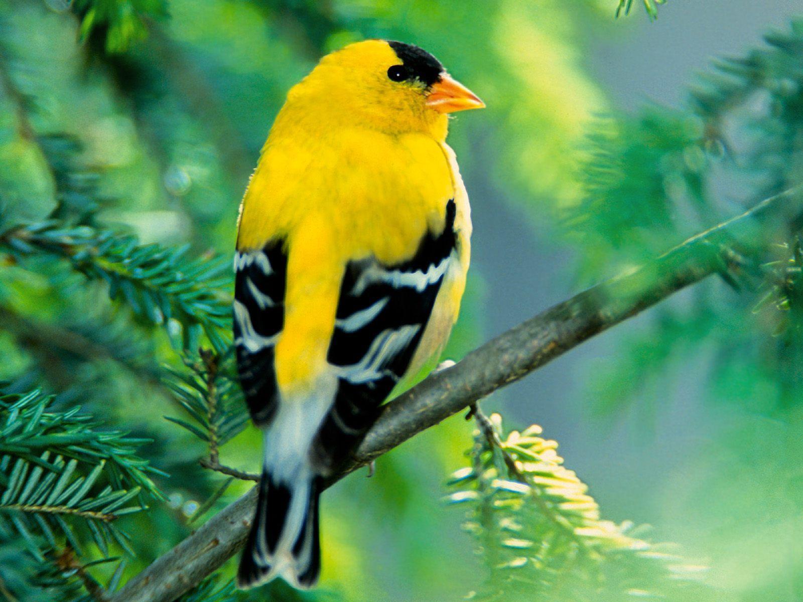 American goldfinch bird free desktop background wallpaper image
