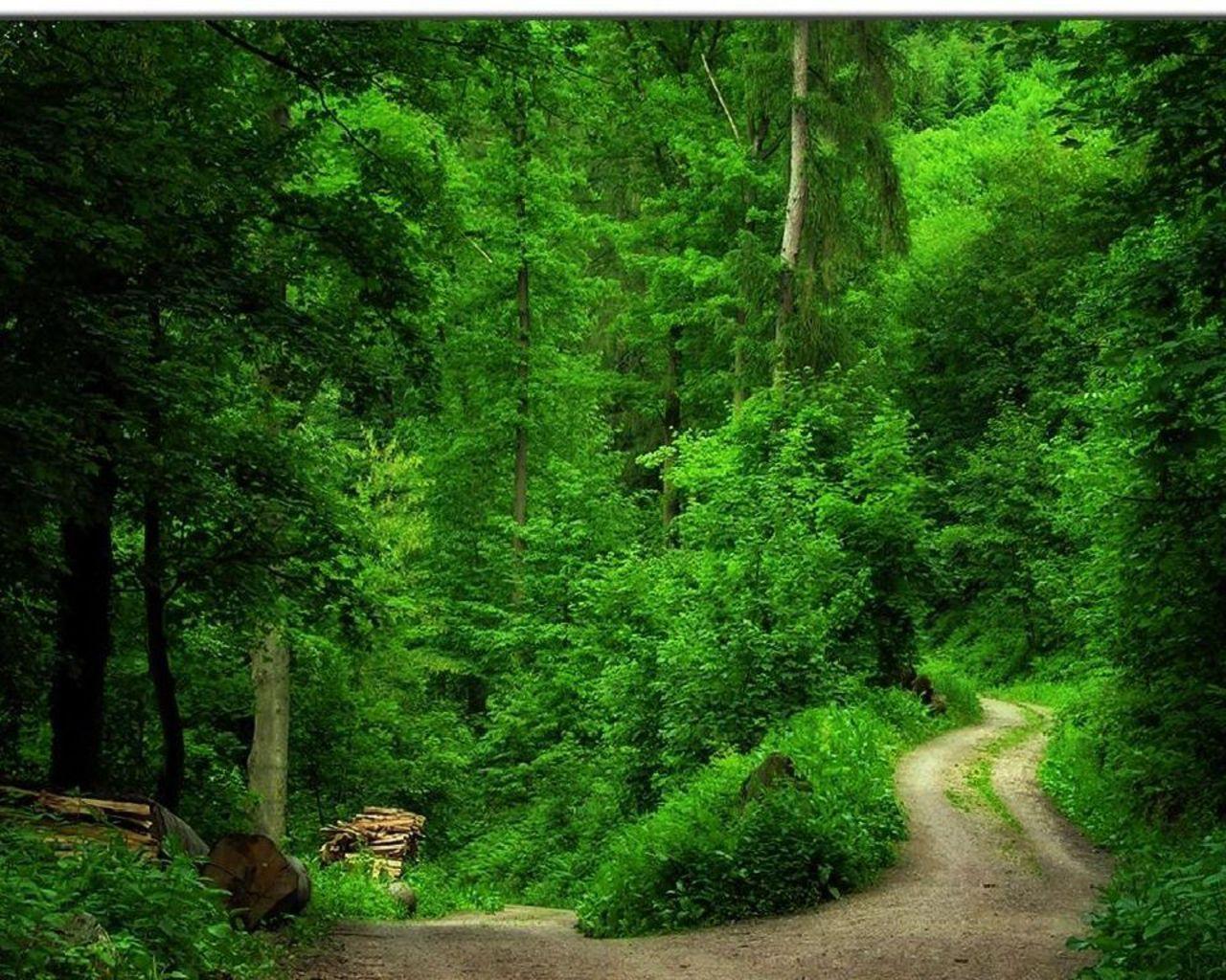 Green Forest Wallpapers - Wallpaper Cave