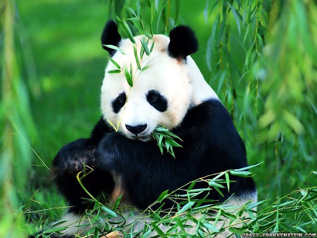 Panda Wallpaper For iPad Funny Giant Panda Bear
