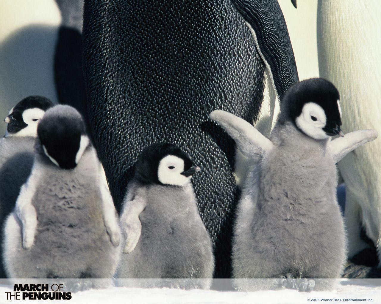 March of the Penguins WPs
