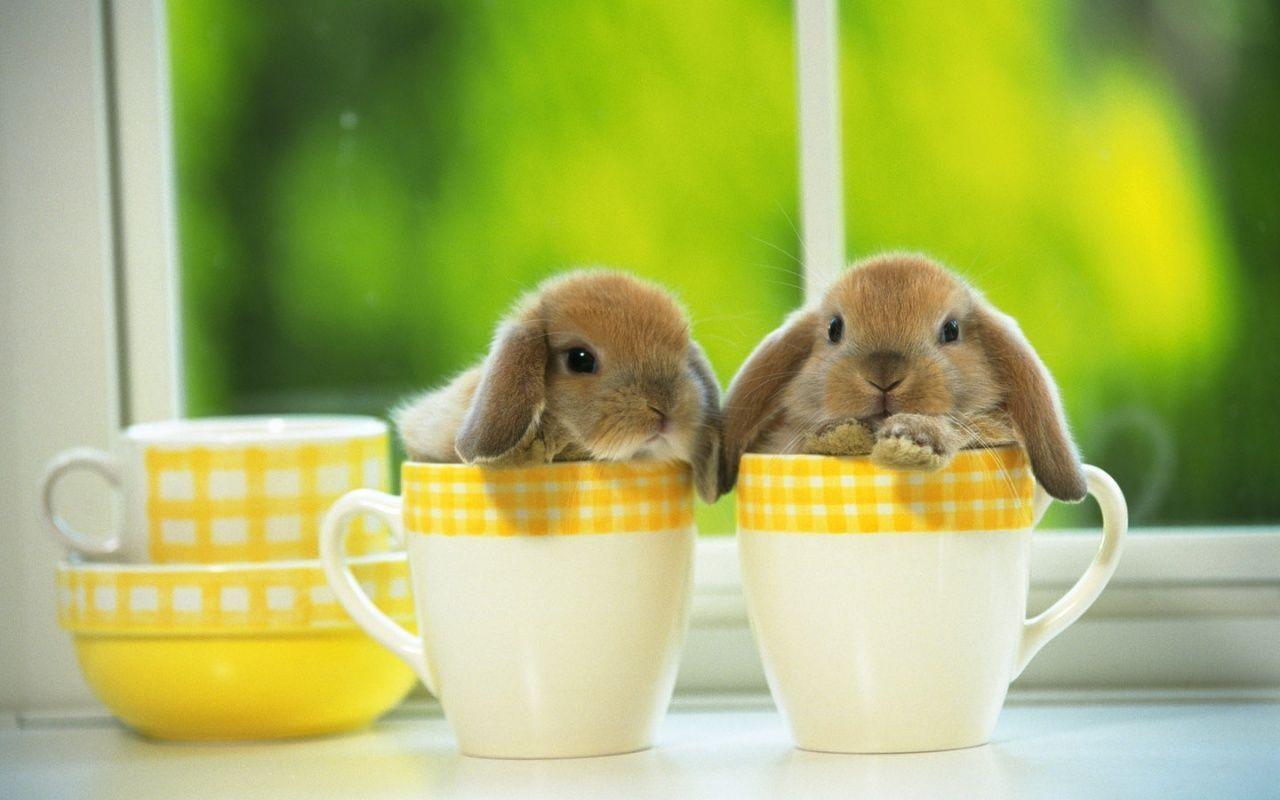 Cute Baby Bunnies Wallpaper