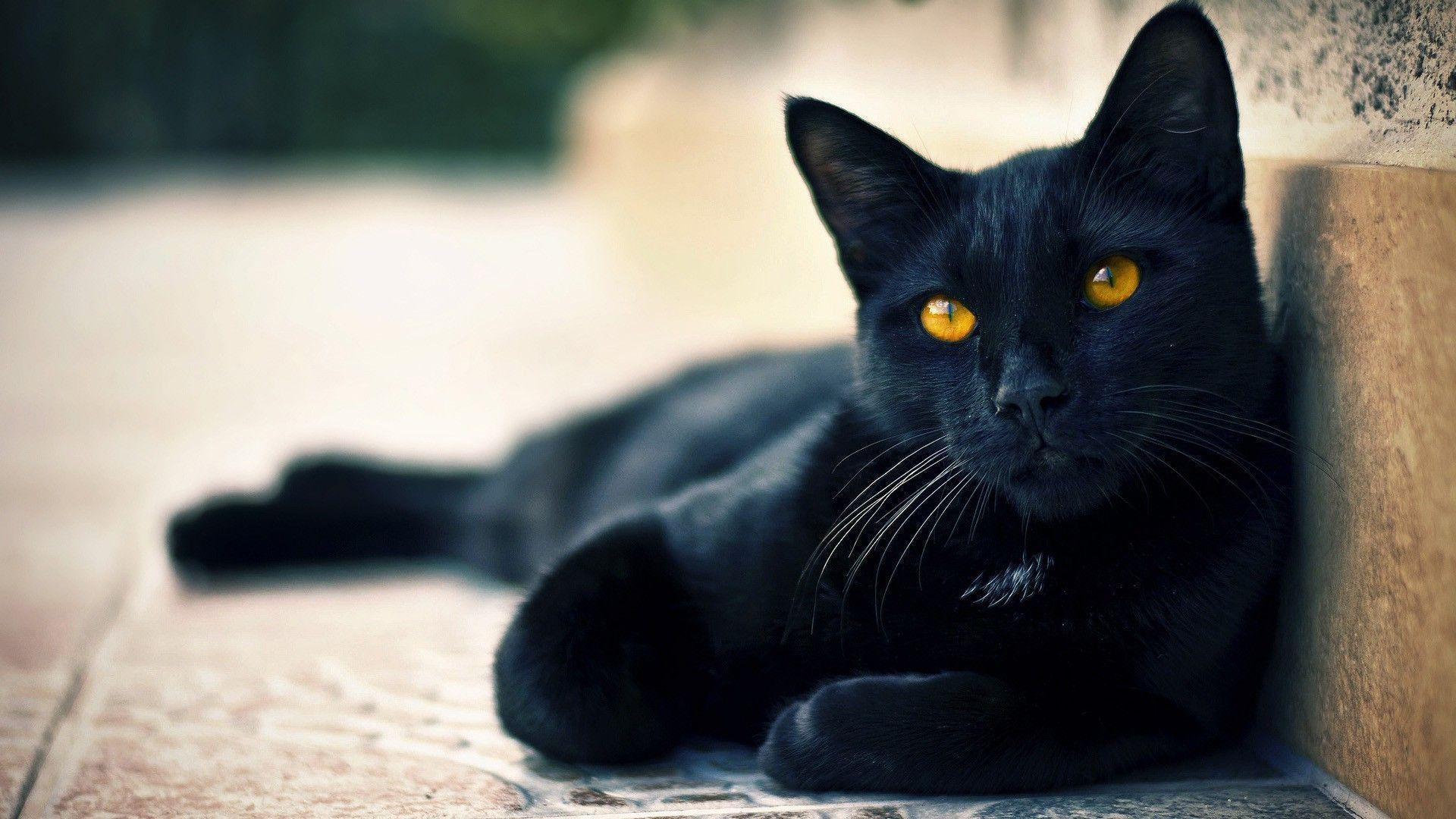 Wallpaper For > Cute Black Cat Background