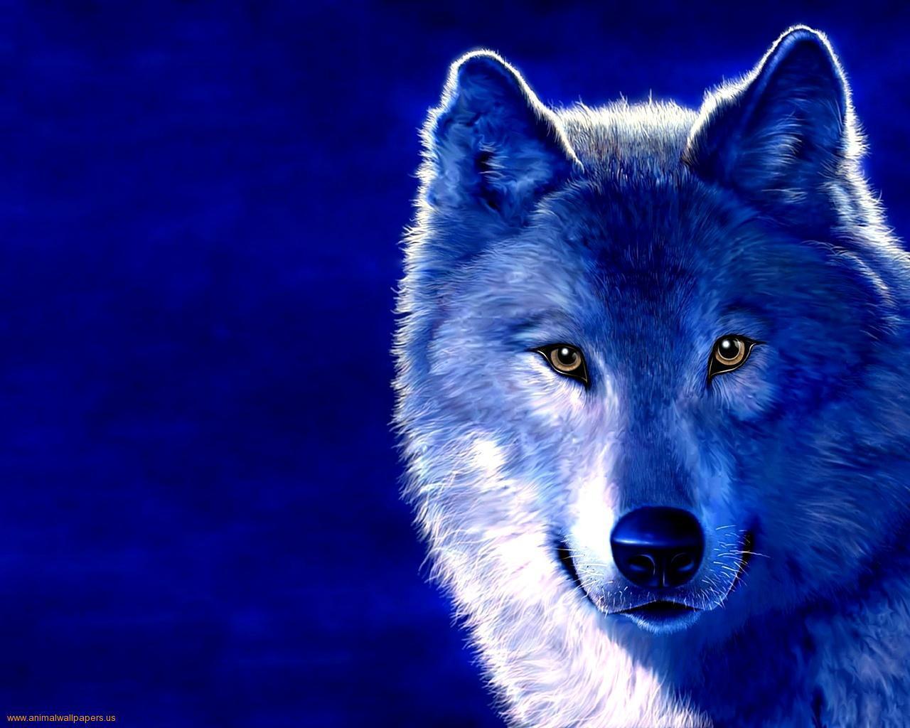 Wolf Background 11287 HD Wallpaper in Animals