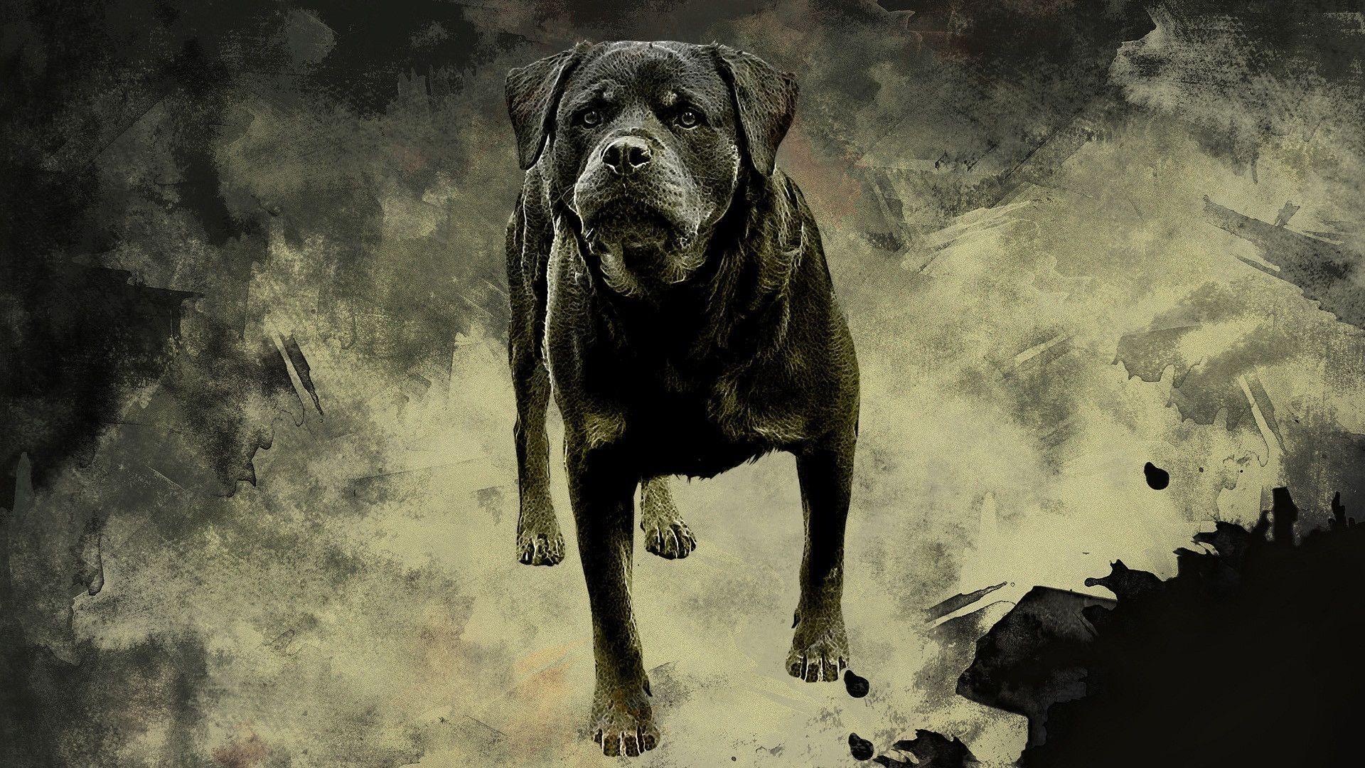 Rottweiler Dog Desktop Wallpaper. Rottweiler Dog Picture. New