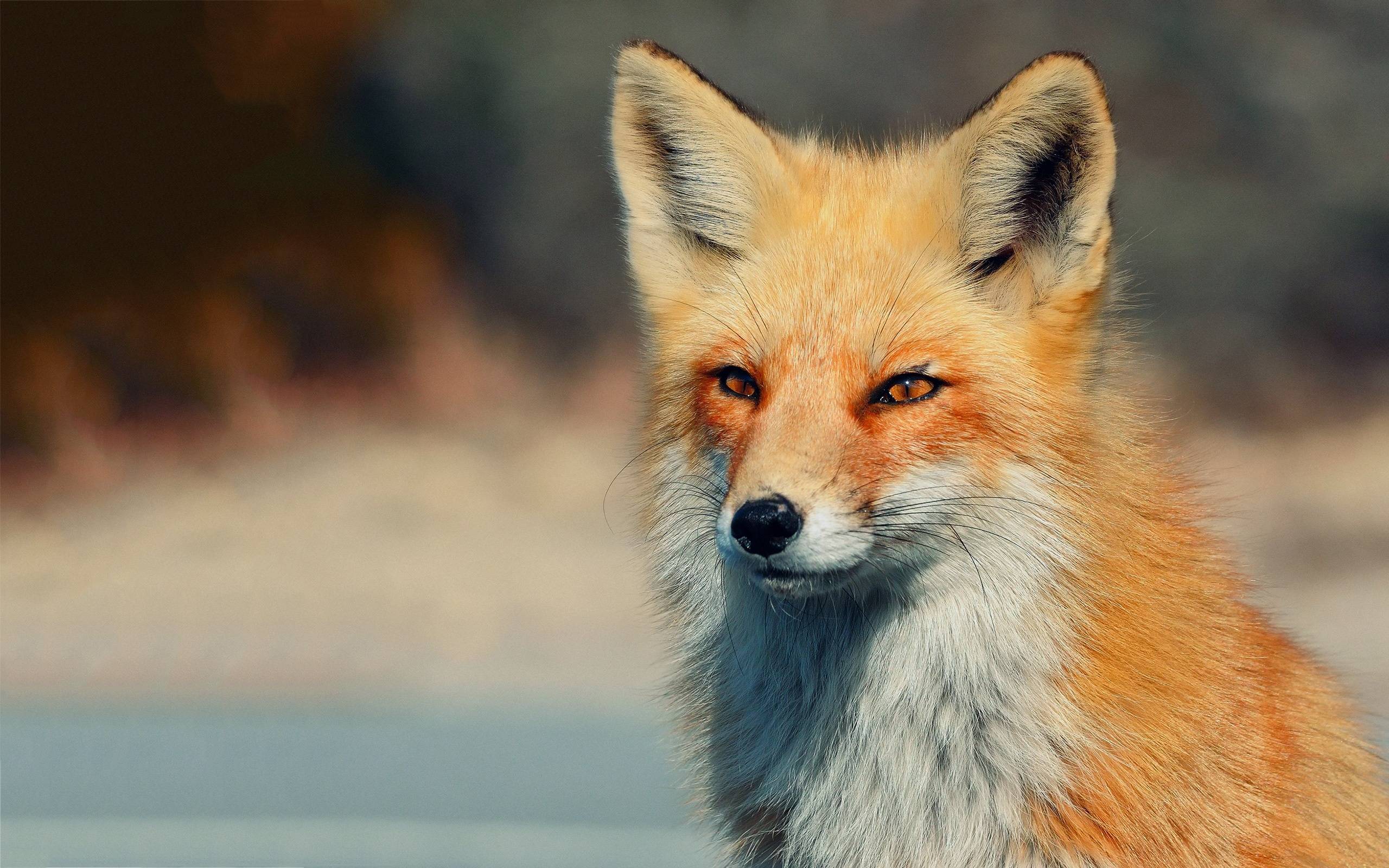 fox wallpaper for home. HD Wallpaper and Download Free Wallpaper