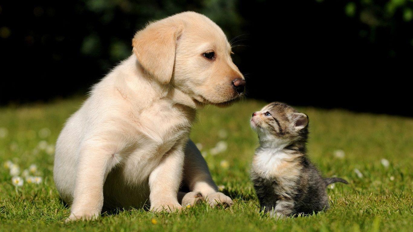 Cute Puppy Kitten Wallpaper