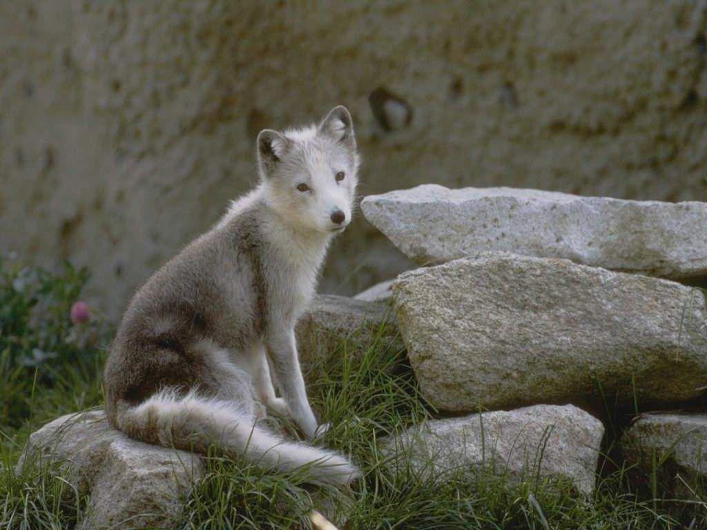 Image For > Baby Wolf Pictures