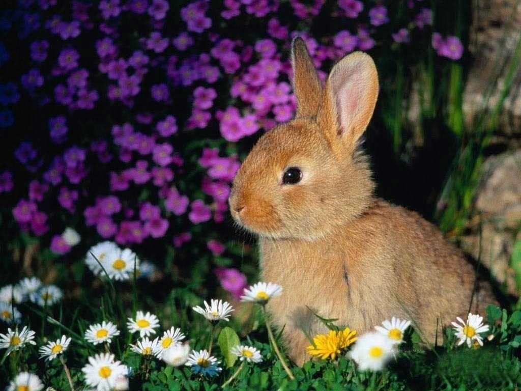 Cute Rabbit Wallpaper For Desktop