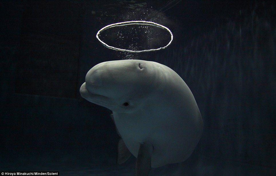 Beluga whales that blows halo bubbles. Daily Mail Online