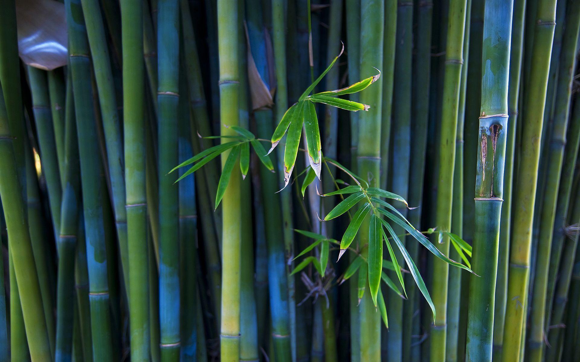 Bamboo Wallpaper Green Forest
