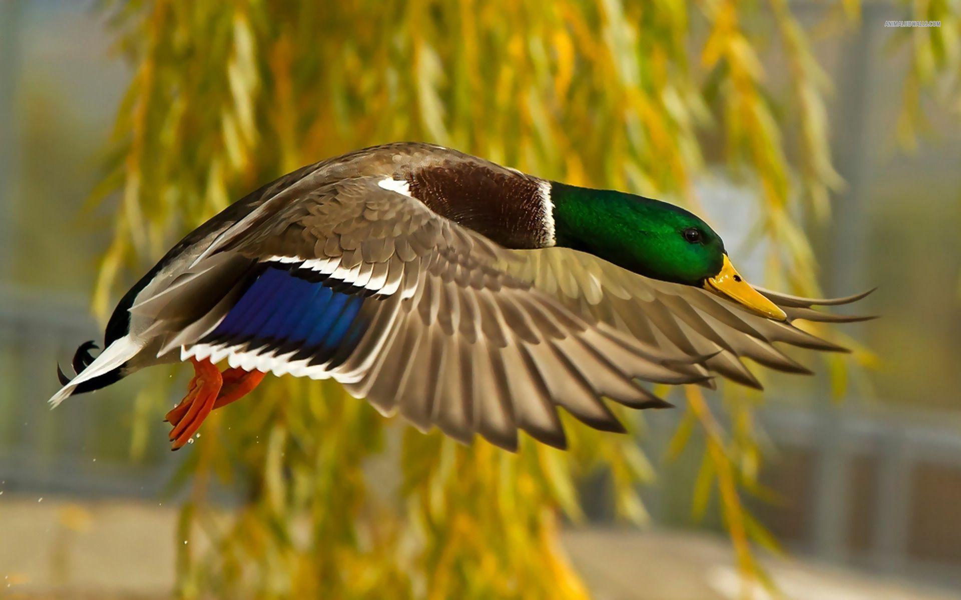 image For > Mallard Duck Hunting Wallpaper