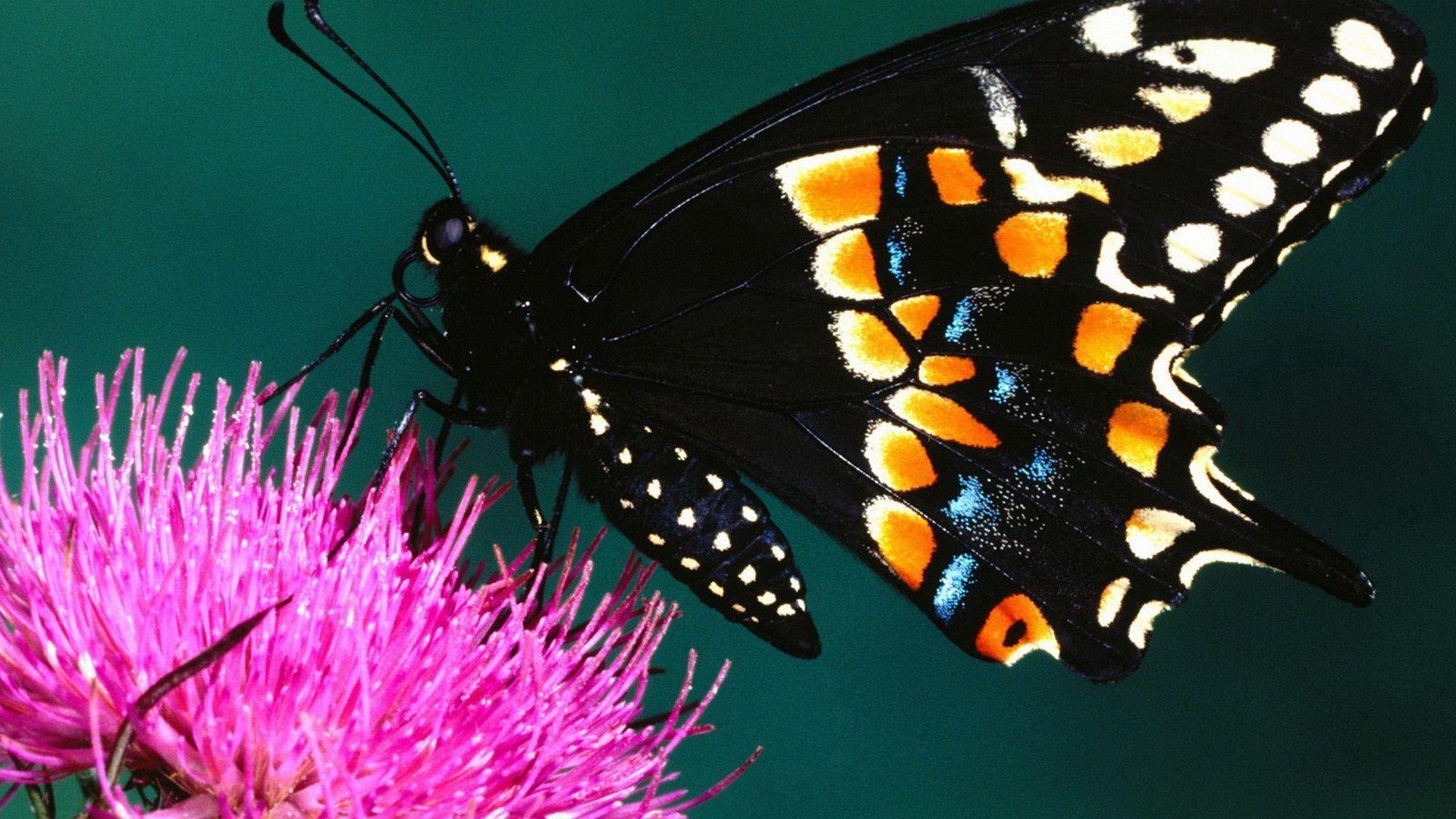 Butterfly Desktop Wallpaper. Butterfly Desktop Image. New