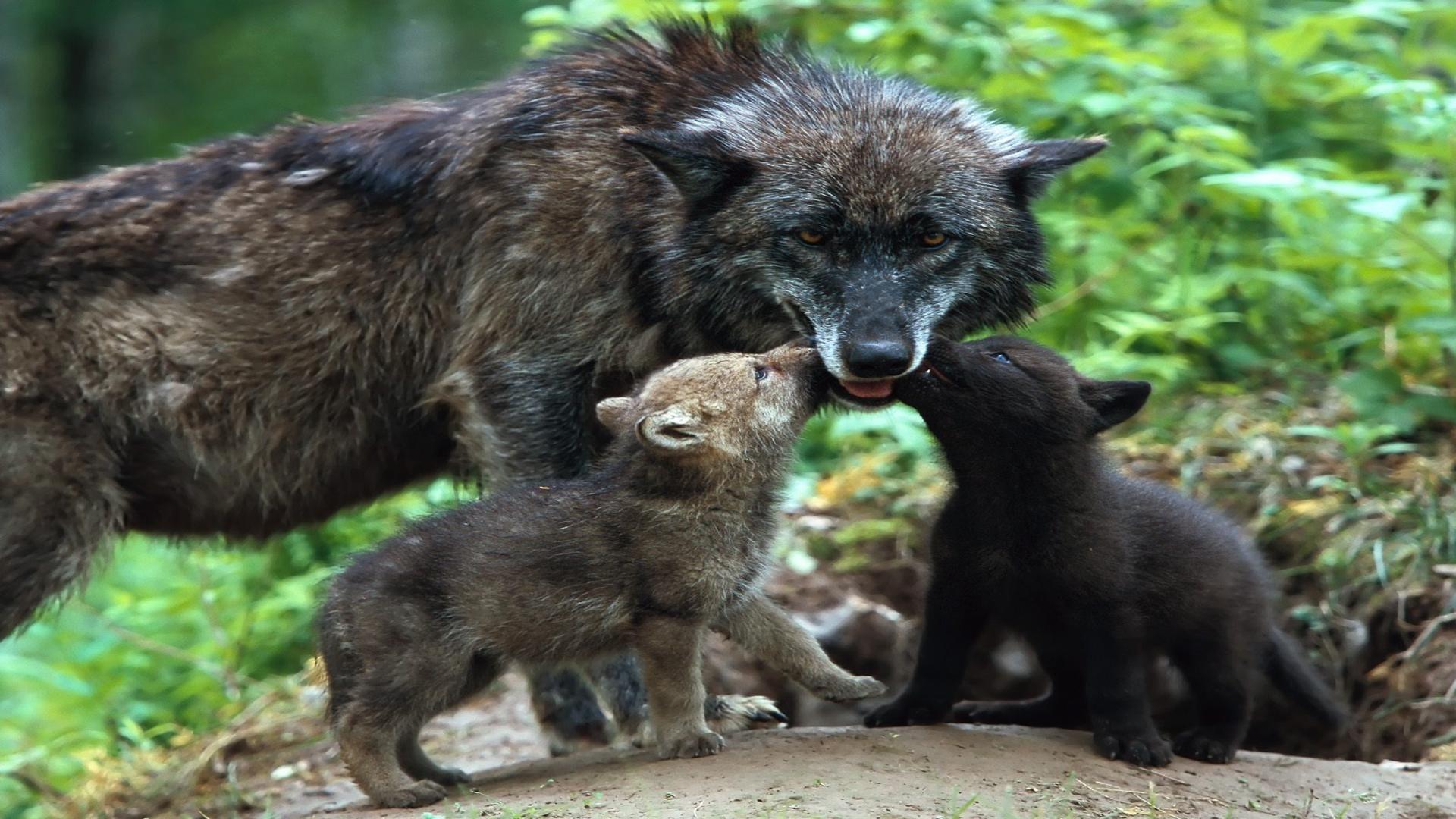 Image For > Cute Baby Wolf Wallpapers