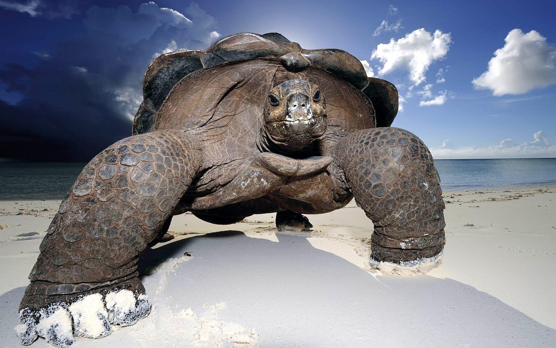 Enchanting Animal Picture HD Wallpaper Giant Turtle 1920x1200PX