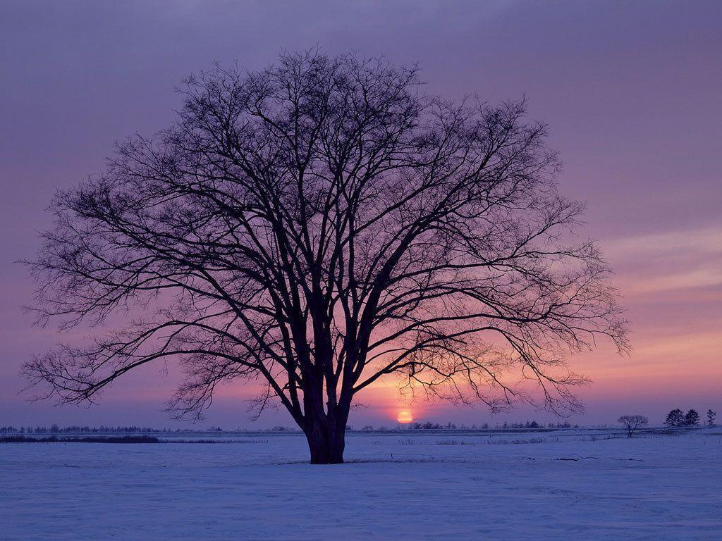 Image Winter Tree On Sunset Wallpaper, HQ Background. HD