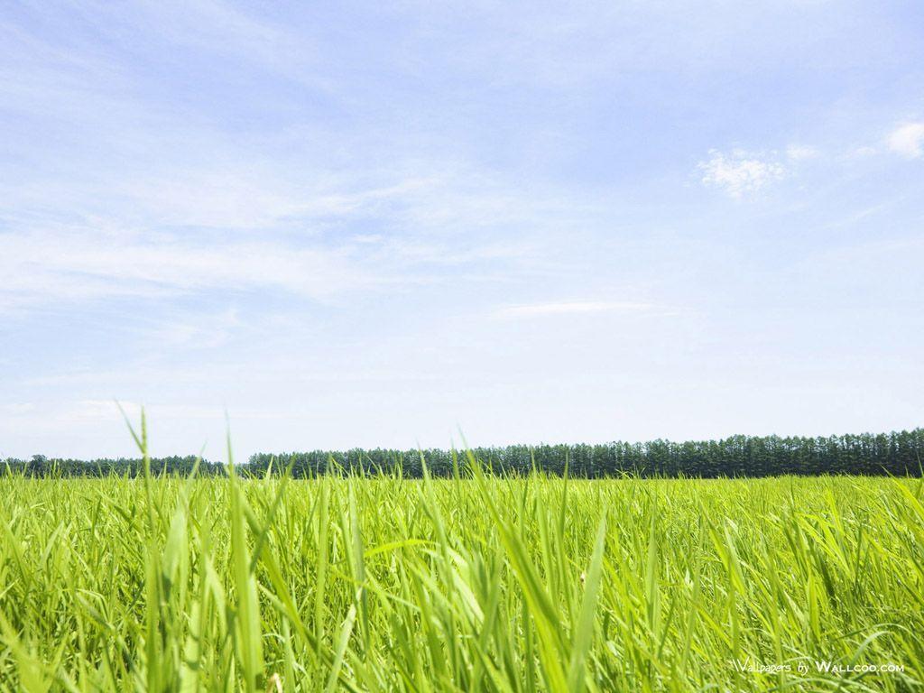 Download Anime Grassland Background Images