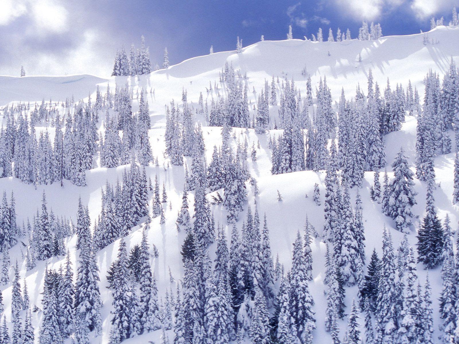 Winter background theme free desktop background wallpaper image