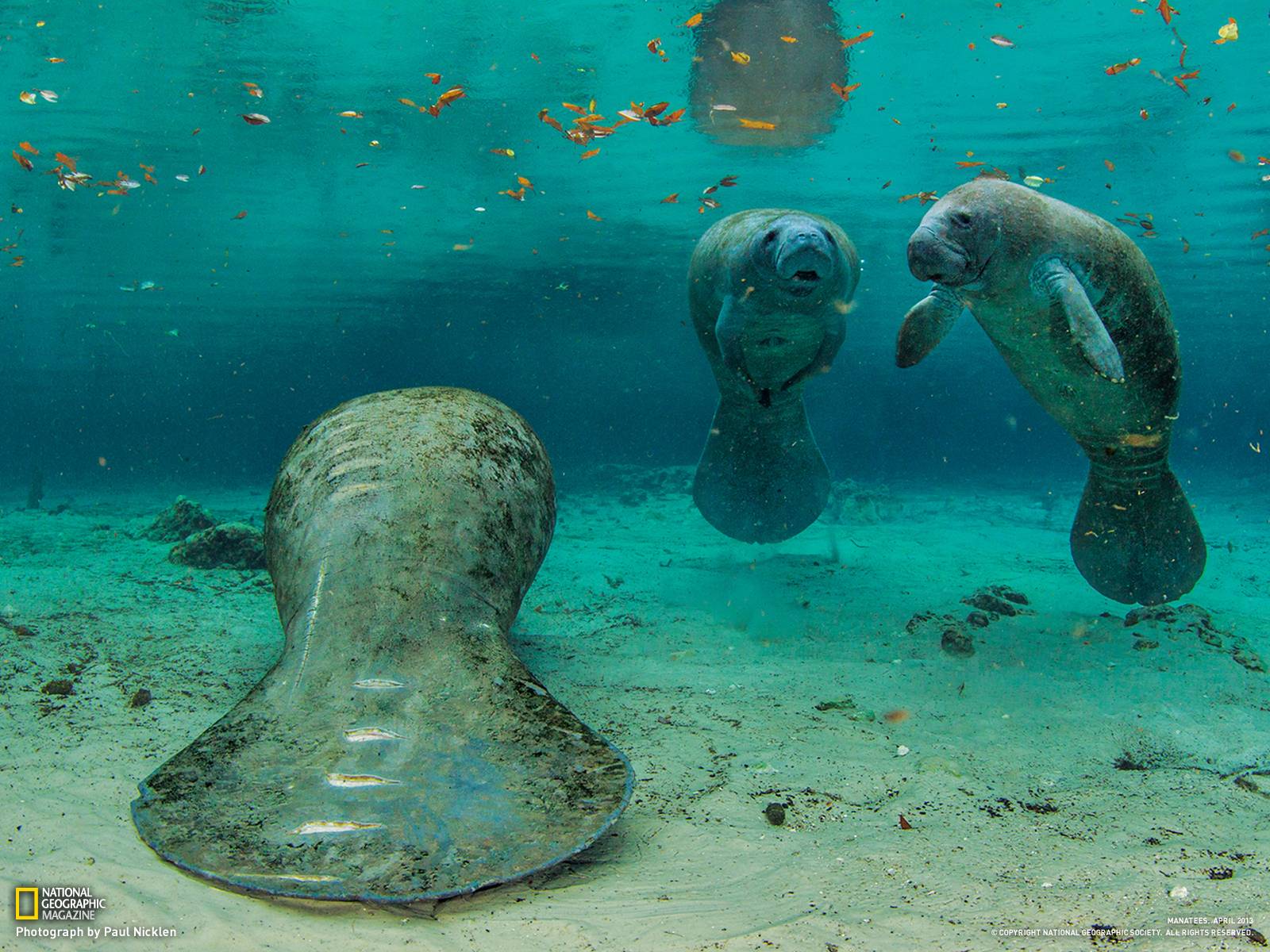 Manatee Picture - Underwater Wallpaper - National Geographic