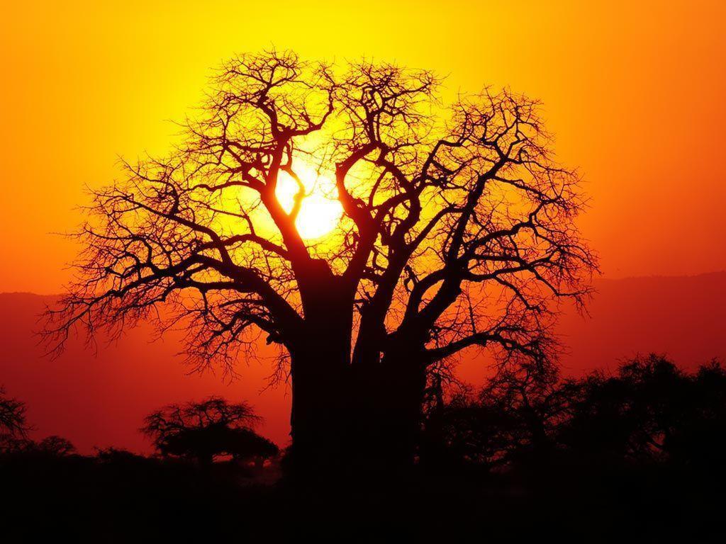 Desktop Wallpaper · Gallery · Nature · African baobab